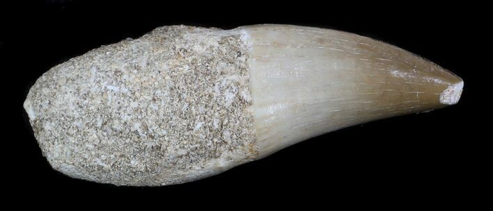 Partially Rooted Mosasaur (Eremiasaurus) Tooth #35756